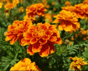 Marigold