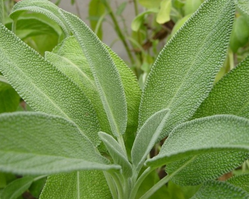 Cara Menanam Sayur Di Botol Bekas Air Mineral Berkebun