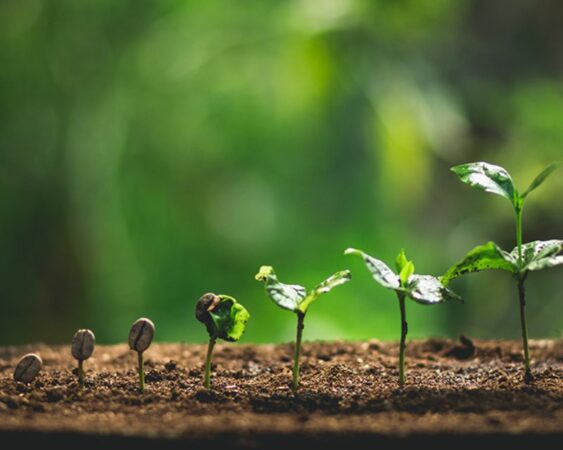 Cara Membuat Pupuk Organik Dari Tanaman Bunga Matahari Berkebun 7947