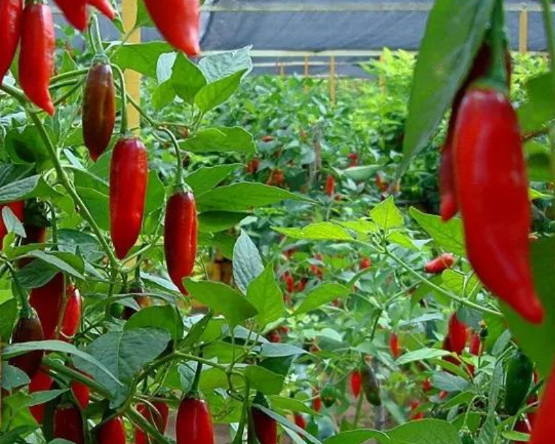 Mudah Menanam Tanaman Hidroponik Cabe Di Jamin Berhasil Berkebun