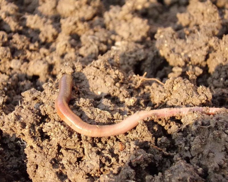 Jenis-Jenis Pupuk Organik Dan Beragam Manfaatnya - Berkebun