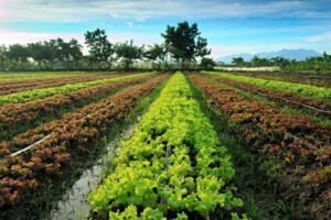 small business ideas in agriculture 