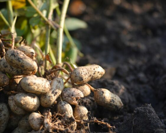 Tahapan Dan Cara Menanam Kacang Tanah Yang Baik Dan Benar Berkebun