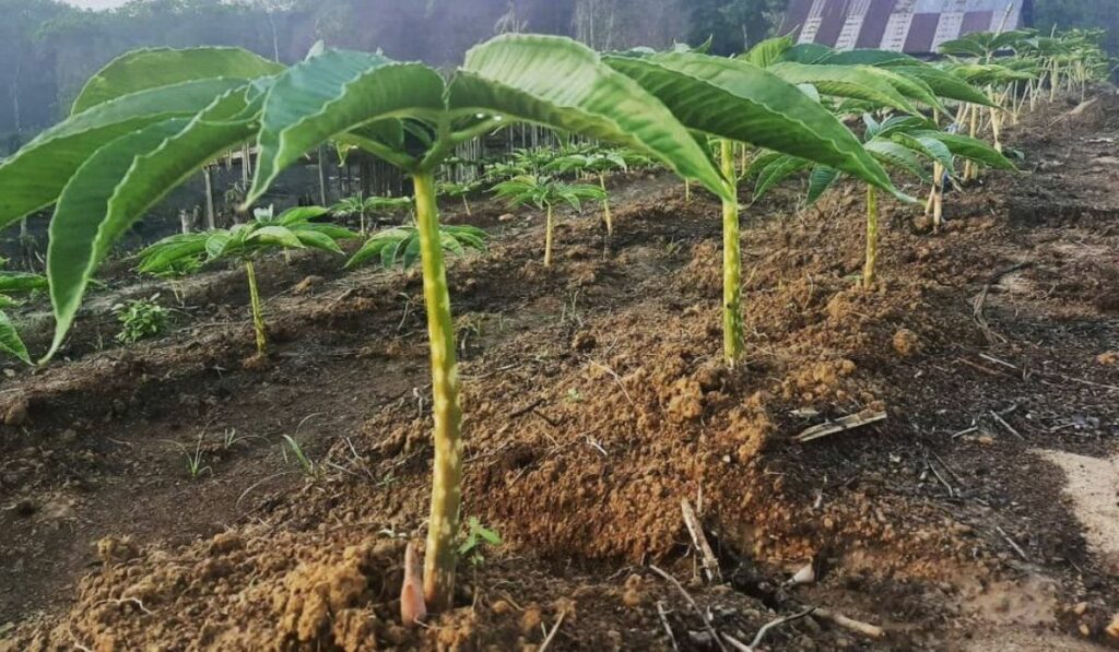 Penjelasan Lengkap Cara Budidaya Tanaman Porang Berkebun